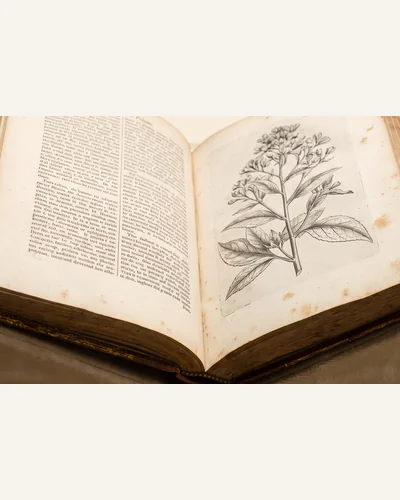 A nineteenth-century autograph letter with a marginal pen sketch, photographed flat. — the sketch.